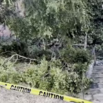 At least 12 Injured as Tree Falls During Diablo Valley College Graduation Ceremony in Pleasant Hill, California